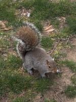 Squirrel, Washington DC