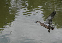 A black duck