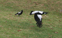 Magpies