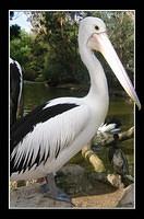 Pelican