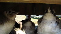 Penguins